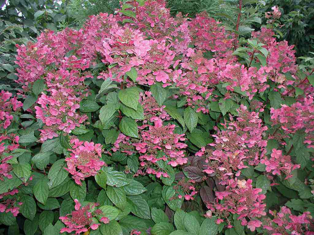 HYDRANGEA PANICULATA ORTENSIA EARLY SENSATION VASO 17CM
