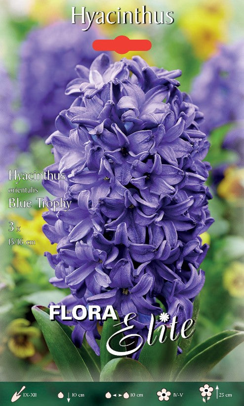 GIACINTO BLUE TROPHY (CONFEZIONE DA 3 BULBI)