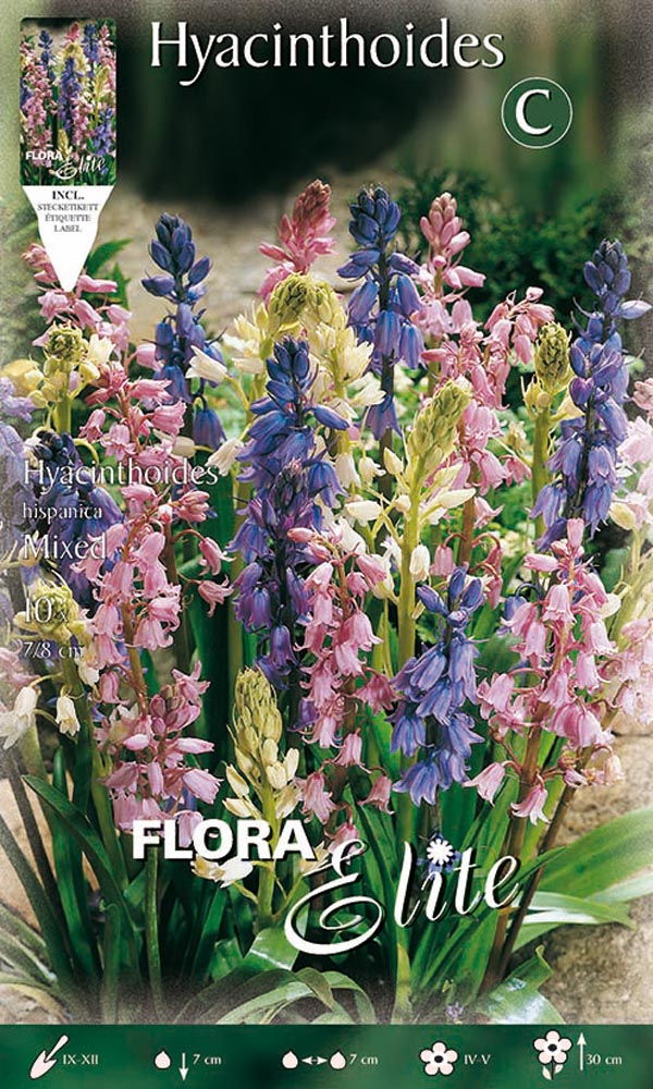 GIACINTO HYACINTHOIDES HISPANICA MIX (CONFEZIONE DA 10 BULBI)