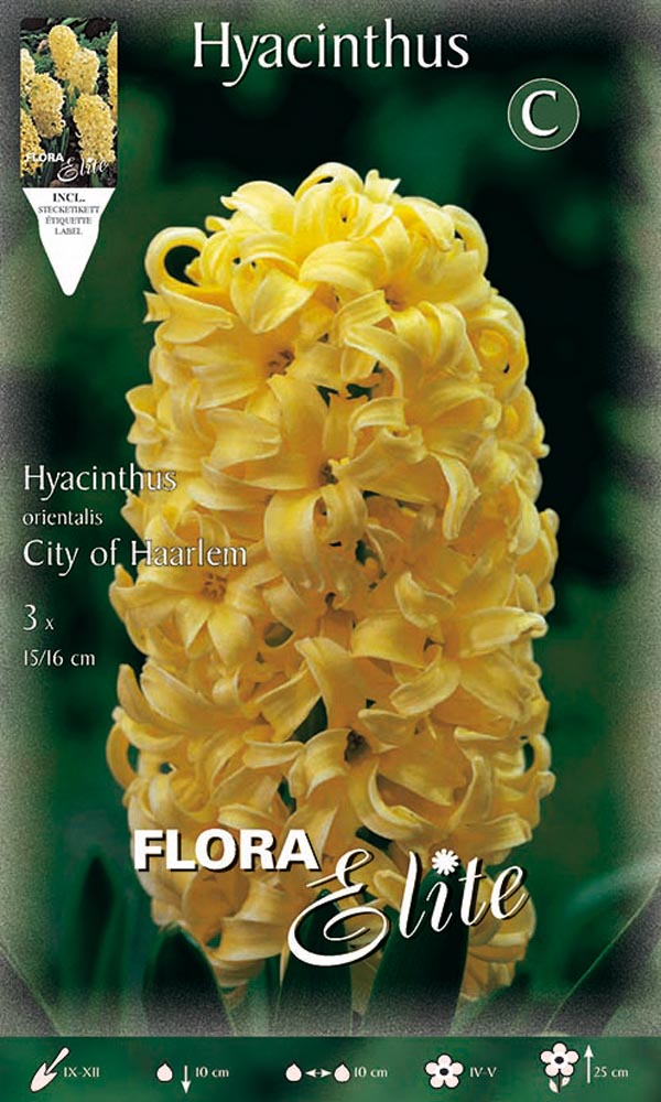 GIACINTO CITY OF HAARLEM (CONFEZIONE DA 3 BULBI)