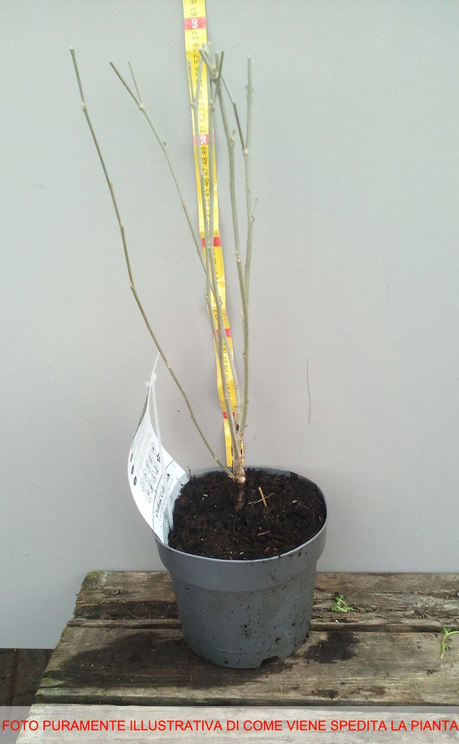 IBISCO SYRIACUS MARINA IN VASO 19CM