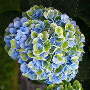 ORTENSIA HYDRANGEA MAGICAL REVOLUTION BLU VASO 14CM