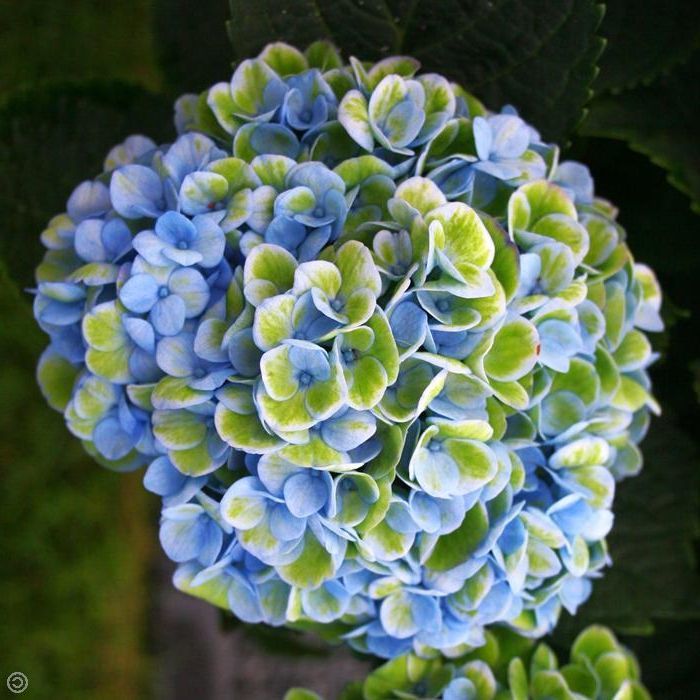 ORTENSIA HYDRANGEA MAGICAL REVOLUTION BLU VASO 14CM