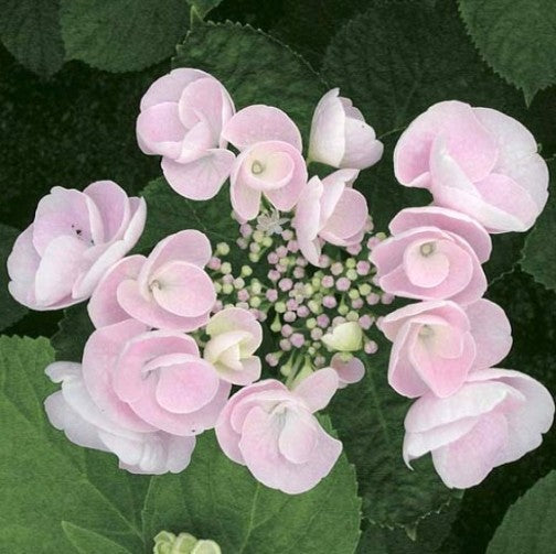 HYDRANGEA MACROPHYLLA HOVARIA HOBELLA VASO 14CM