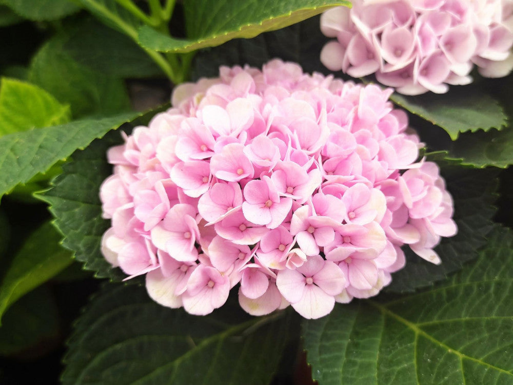 ORTENSIA HYDRANGEA MAGICAL REVOLUTION CON COPRIVASO 16CM ROSA