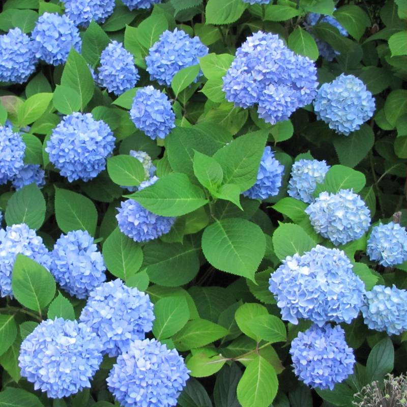 ORTENSIA HYDRANGEA MACROPHYLLA NIKKO BLUE VASO 18CM