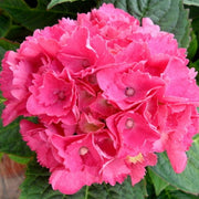 ORTENSIA HYDRANGEA MACROPHYLLA ROSITA VASO 21CM