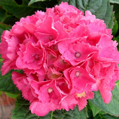 ORTENSIA HYDRANGEA MACROPHYLLA ROSITA VASO 21CM