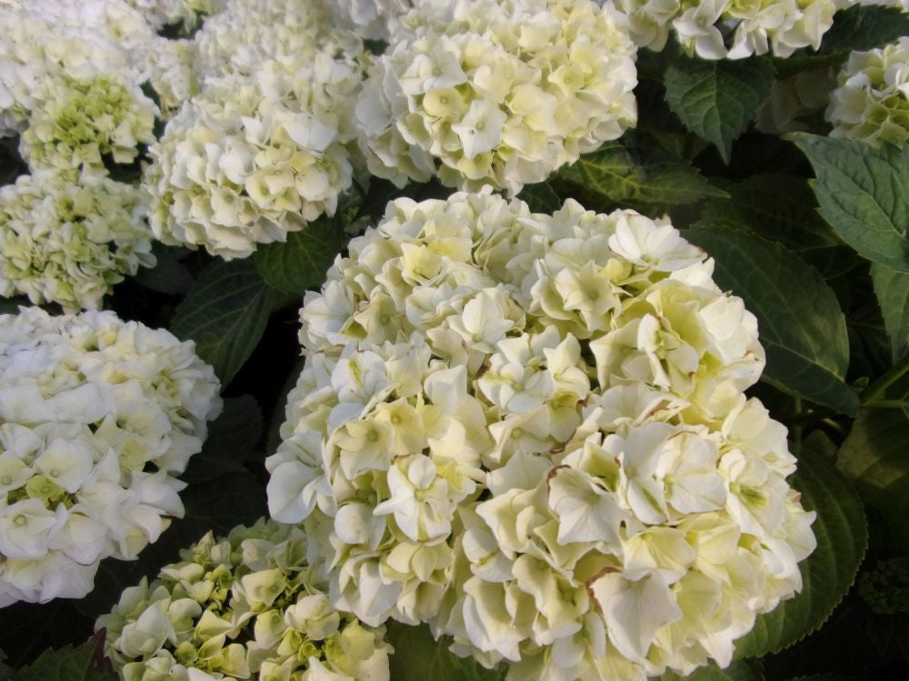 ORTENSIA HYDRANGEA MACROPHYLLA WUDU VASO 21CM