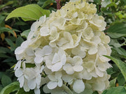 ORTENSIA HYDRANGEA PANICULATA LUMINAIRE IN VASO 18CM