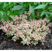 ABELIA GRANDIFLORA PINK LADY VASO 12CM
