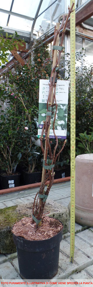 ORTENSIA HYDRANGEA ANOMALA PETIOLARIS VASO 13CM