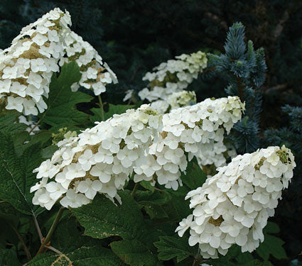 ORTENSIA HYDRANGEA QUERCIFOLIA SNOWQUEEN VASO 18CM