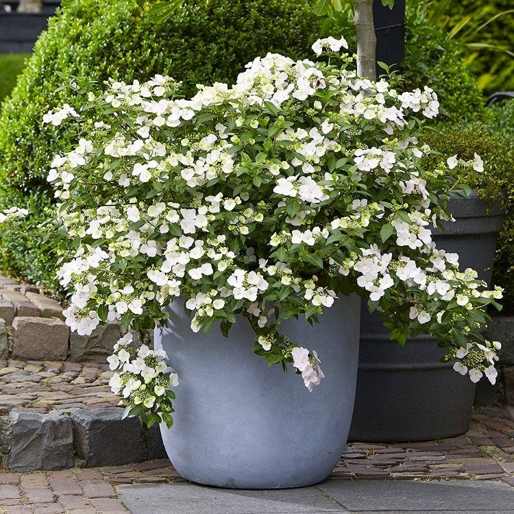 HYDRANGEA ORTENSIA RUNAWAY BRIDE VASO 15CM