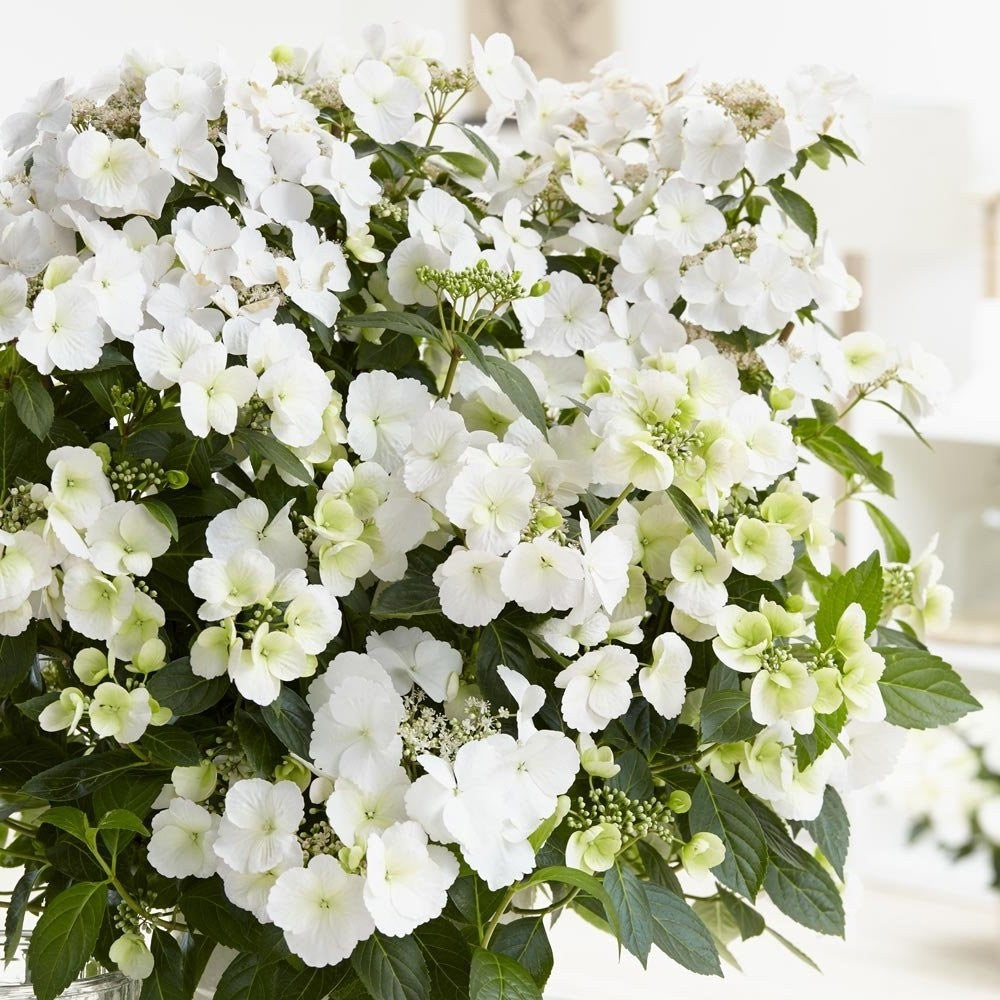 HYDRANGEA ORTENSIA RUNAWAY BRIDE VASO 15CM