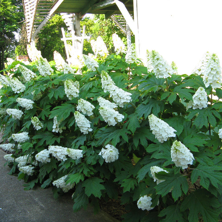 ORTENSIA HYDRANGEA QUERCIFOLIA ALICE VASO 18CM