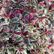 HYDRANGEA EUPHORIA ROSA IN VASO DA 19CM
