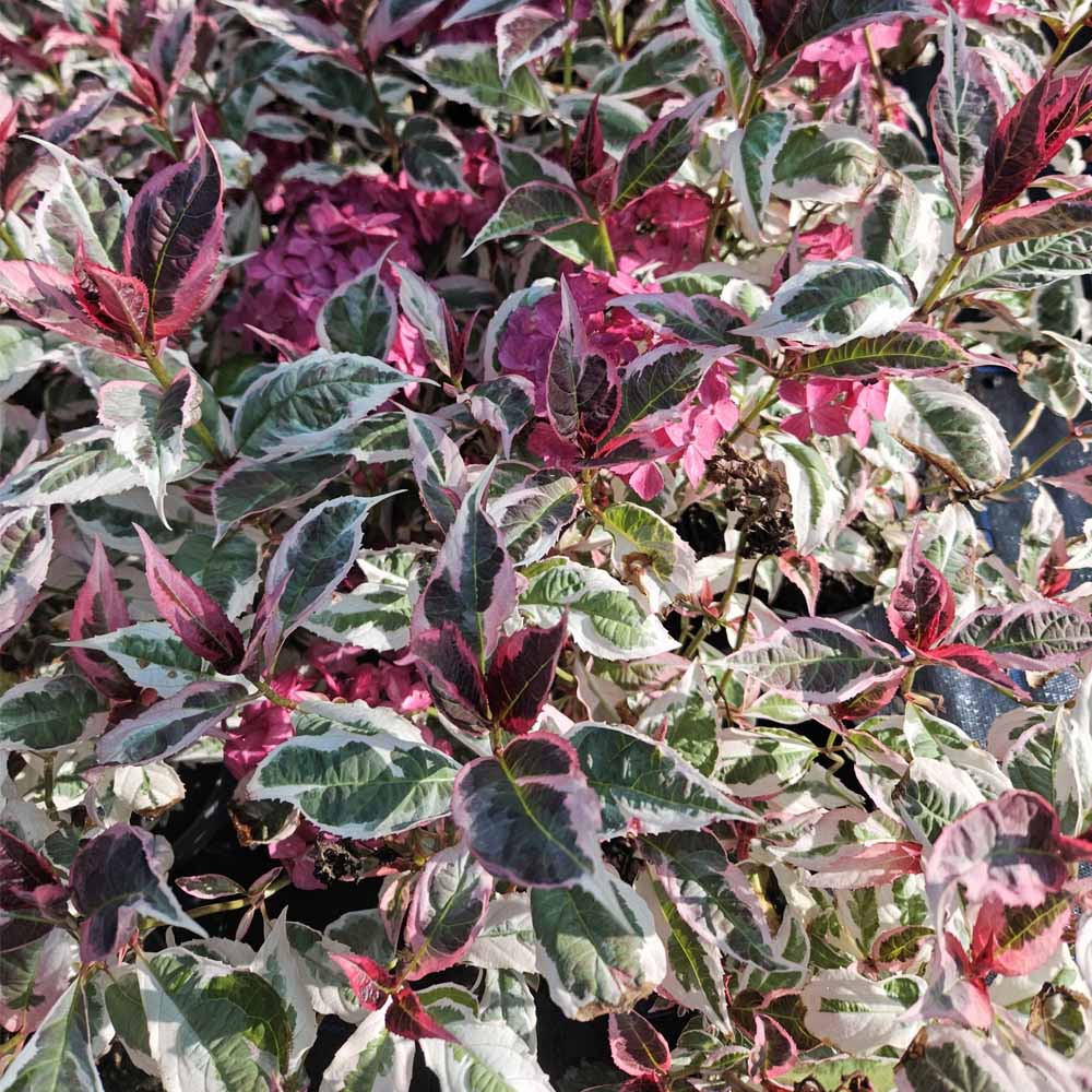 HYDRANGEA EUPHORIA ROSA IN VASO DA 19CM