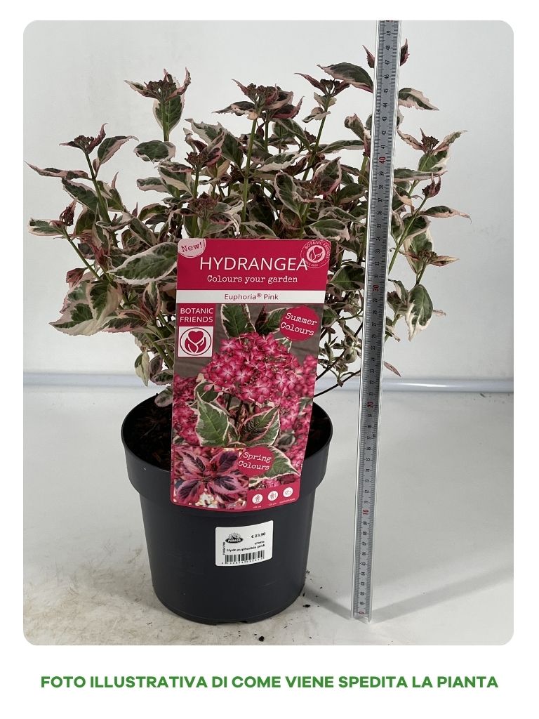 HYDRANGEA EUPHORIA ROSA IN VASO DA 19CM