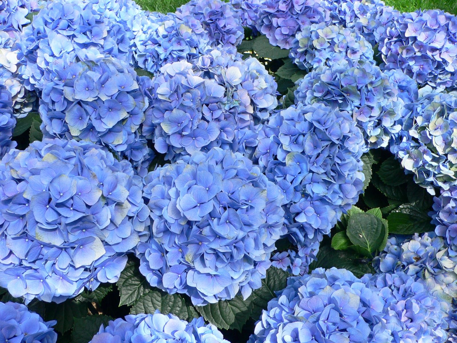 ORTENSIA HYDRANGEA MACROPHYLLA BLU VASO 12CM