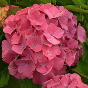 HYDRANGEA MACROPHYLLA KING GEORGE IN VASO 18CM