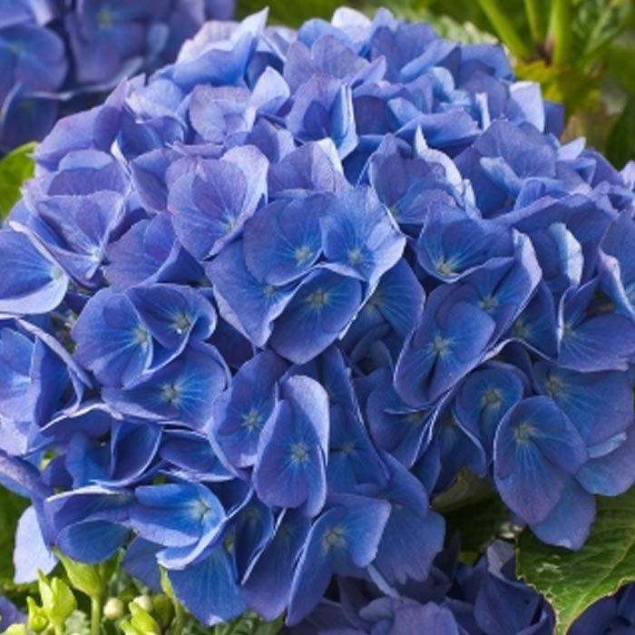 ORTENSIA HYDRANGEA MACROPHYLLA RENATE STEINIGER VASO 18CM