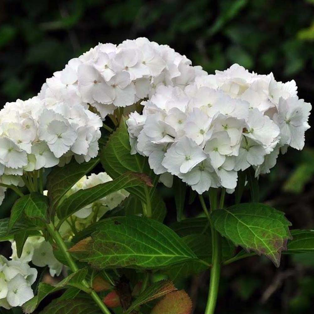 HYDRANGEA MACROPHYLLA SOEUR THERESE IN VASO 18CM