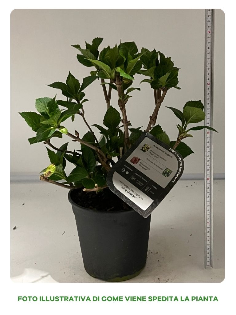 HYDRANGEA MACROPHYLLA SOEUR THERESE IN VASO 18CM