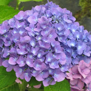 HYDRANGEA MACROPHYLLA YOLA IN VASO 18CM
