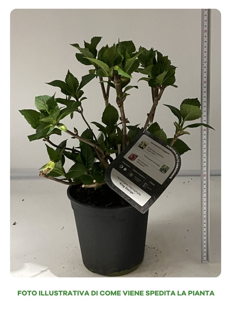 HYDRANGEA MACROPHYLLA YOLA IN VASO 18CM