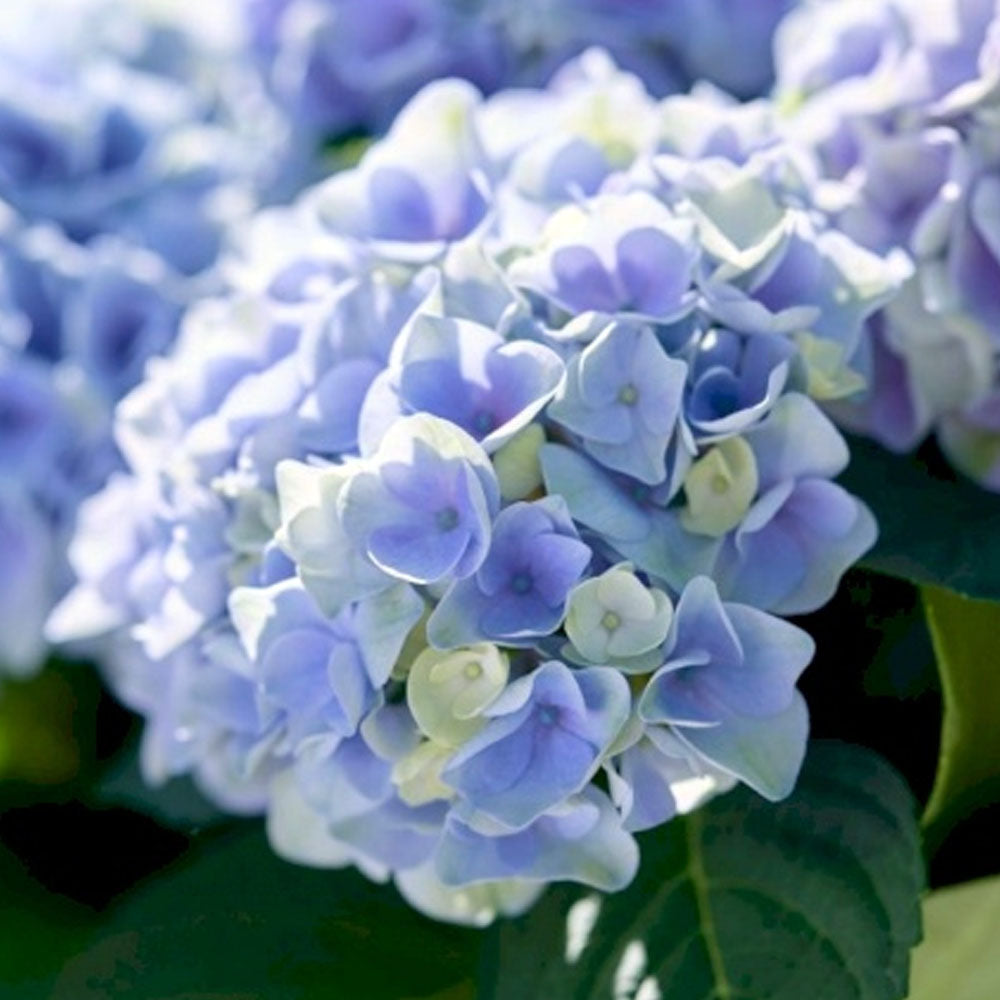 HYDRANGEA MAGICAL BLU IN VASO DA 23CM