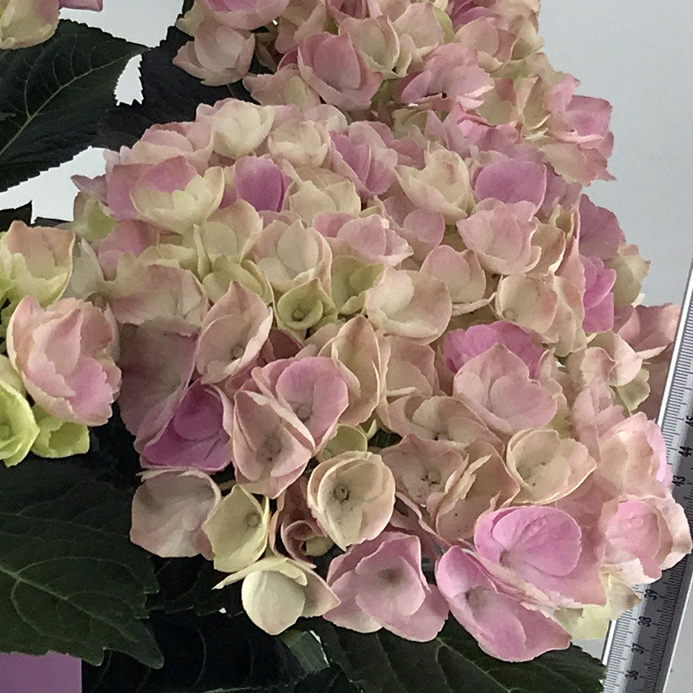 HYDRANGEA MAGICAL ROSA IN VASO DA 23CM