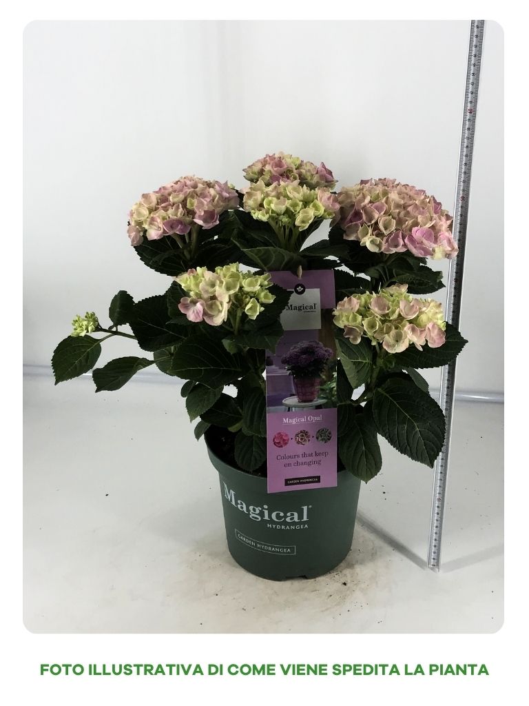 HYDRANGEA MAGICAL ROSA IN VASO DA 23CM
