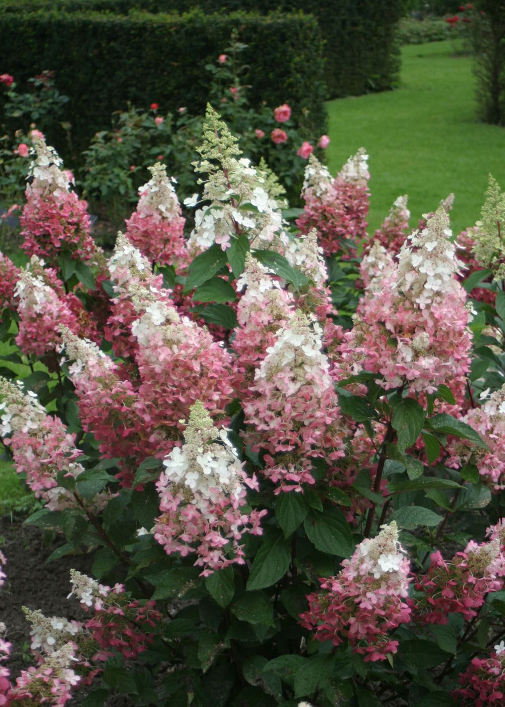 HYDRANGEA ORTENSIA PANICULATA PINKY WINKY VASO 18CM