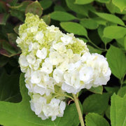 HYDRANGEA QUERCIFOLIA HARMONY VASO 18CM