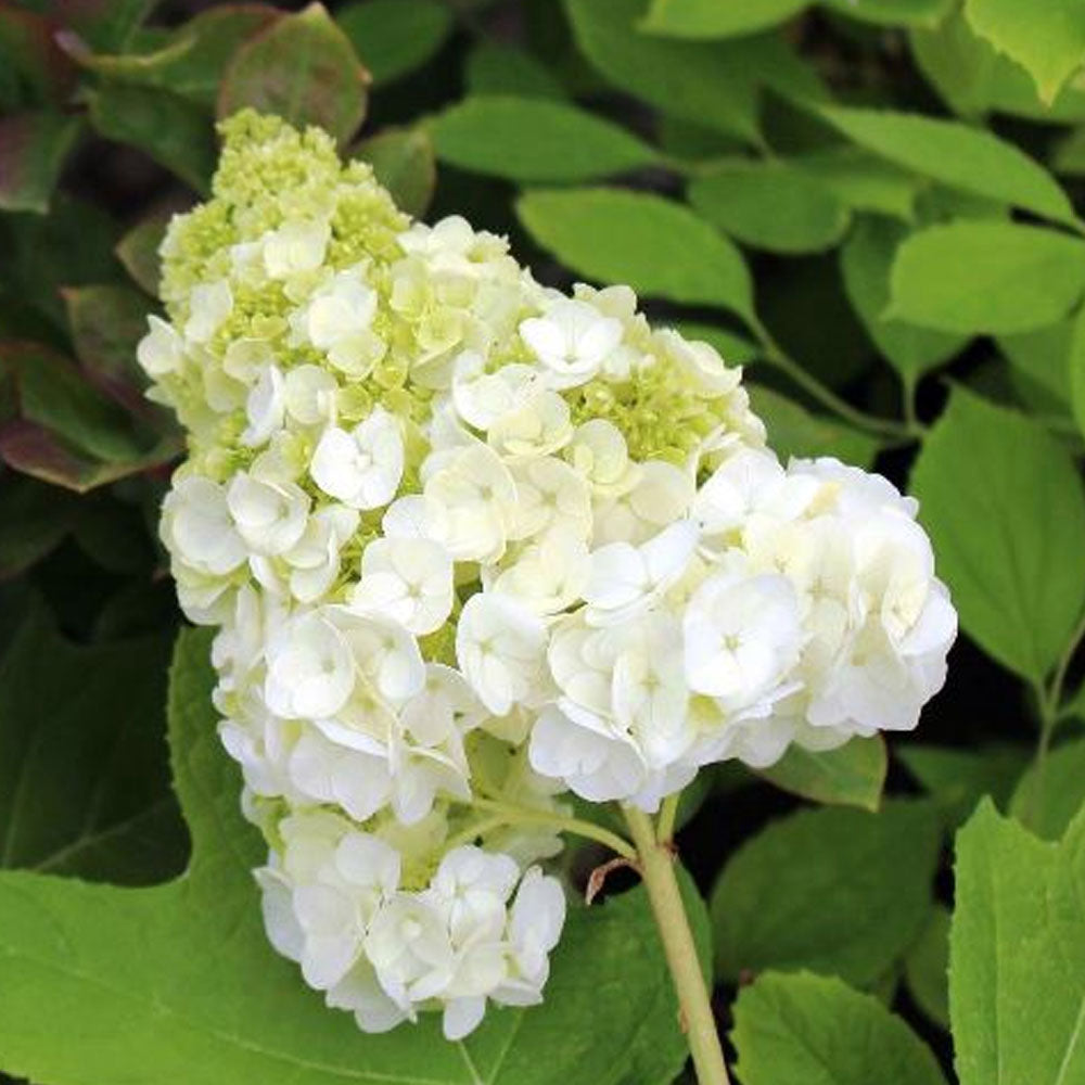 HYDRANGEA QUERCIFOLIA HARMONY VASO 18CM