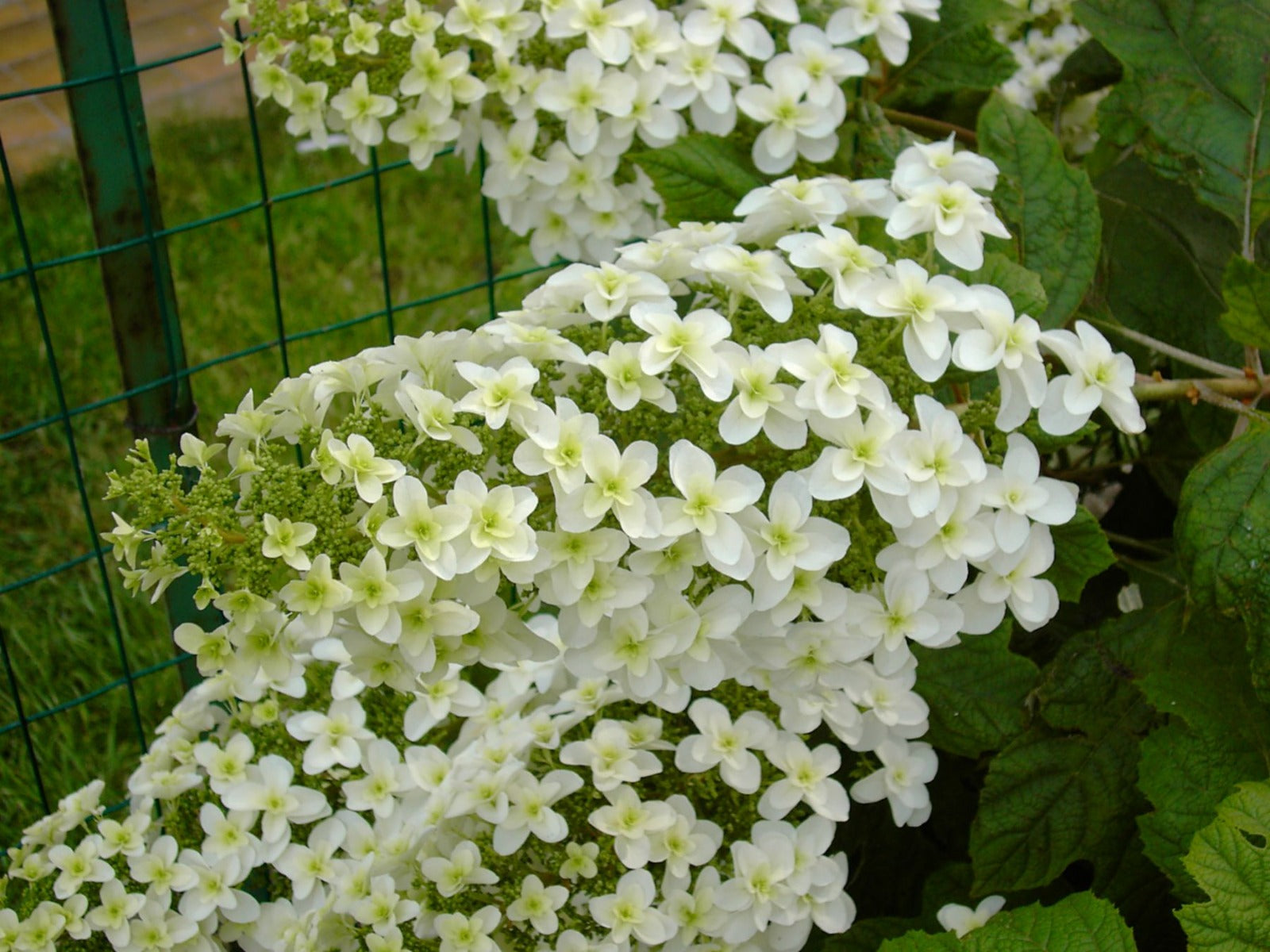 ORTENSIA HYDRANGEA QUERCIFOLIA SNOWFLAKE VASO 18CM