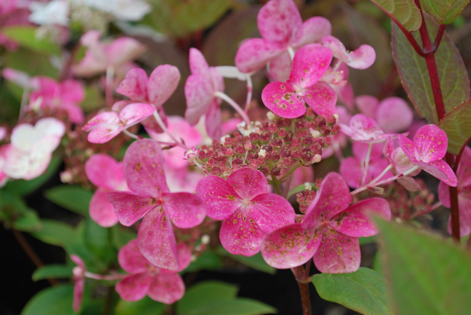 HYDRANGEA PANICULATA ORTENSIA EARLY SENSATION VASO 17CM