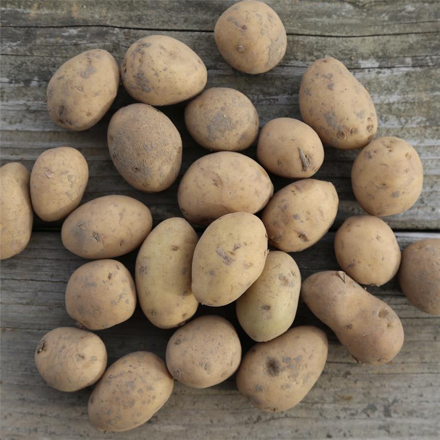 PATATA DOLWEN DE BRETAGNE DA SEMINARE 1.5KG