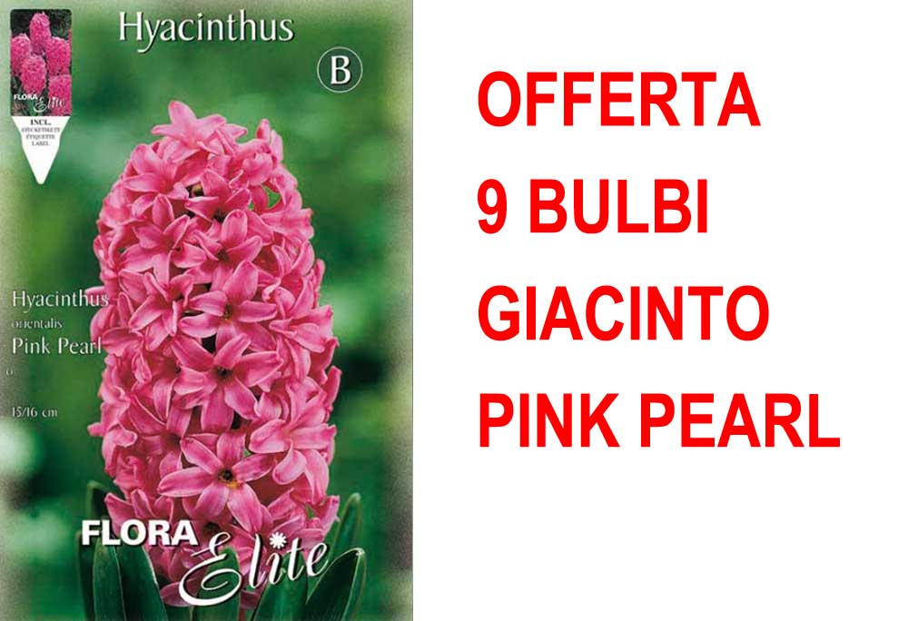 OFFERTA 9 BULBI GIACINTO PINK PEARL