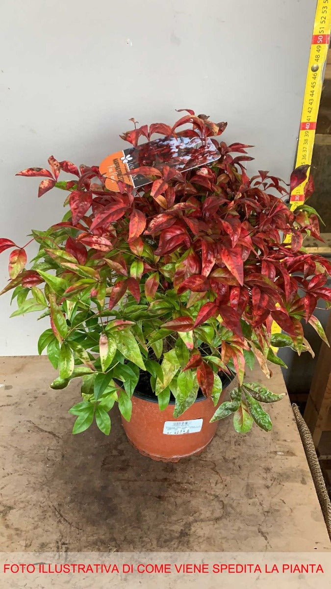 NANDINA DOMESTICA FIRE POWER IN VASO 19CM
