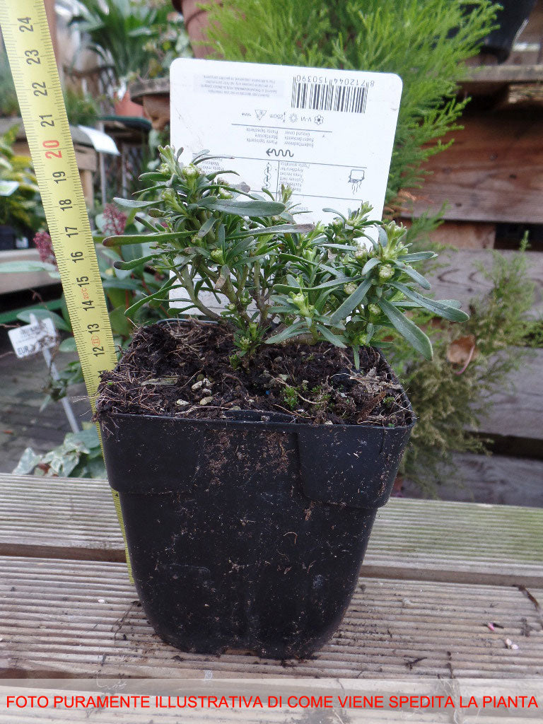 IBERIS SEMPERVIRENS SCHLEIFENBLUME IN VASO 13CM