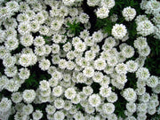 IBERIS SEMPERVIRENS VASO 13CM