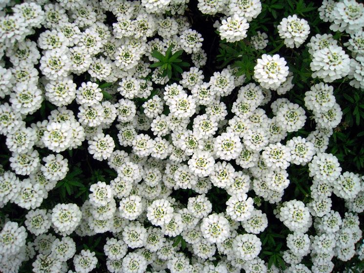 IBERIS SEMPERVIRENS VASO 13CM