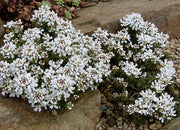 IBERIS SEMPERVIRENS SCHLEIFENBLUME IN VASO 13CM