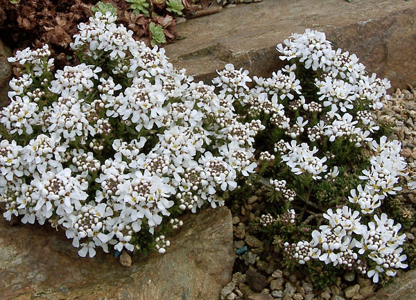 IBERIS SEMPERVIRENS SCHLEIFENBLUME IN VASO 13CM