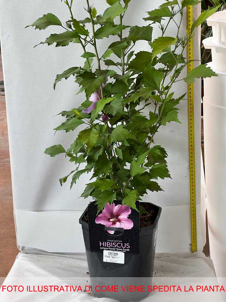 HIBISCUS IBISCO SYRIACUS VIOLA GANDINI SANTIAGO IN VASO 21CM