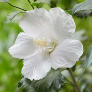 HIBISCUS IBISCO SYRIACUS BIANCO IN VASO 21CM
