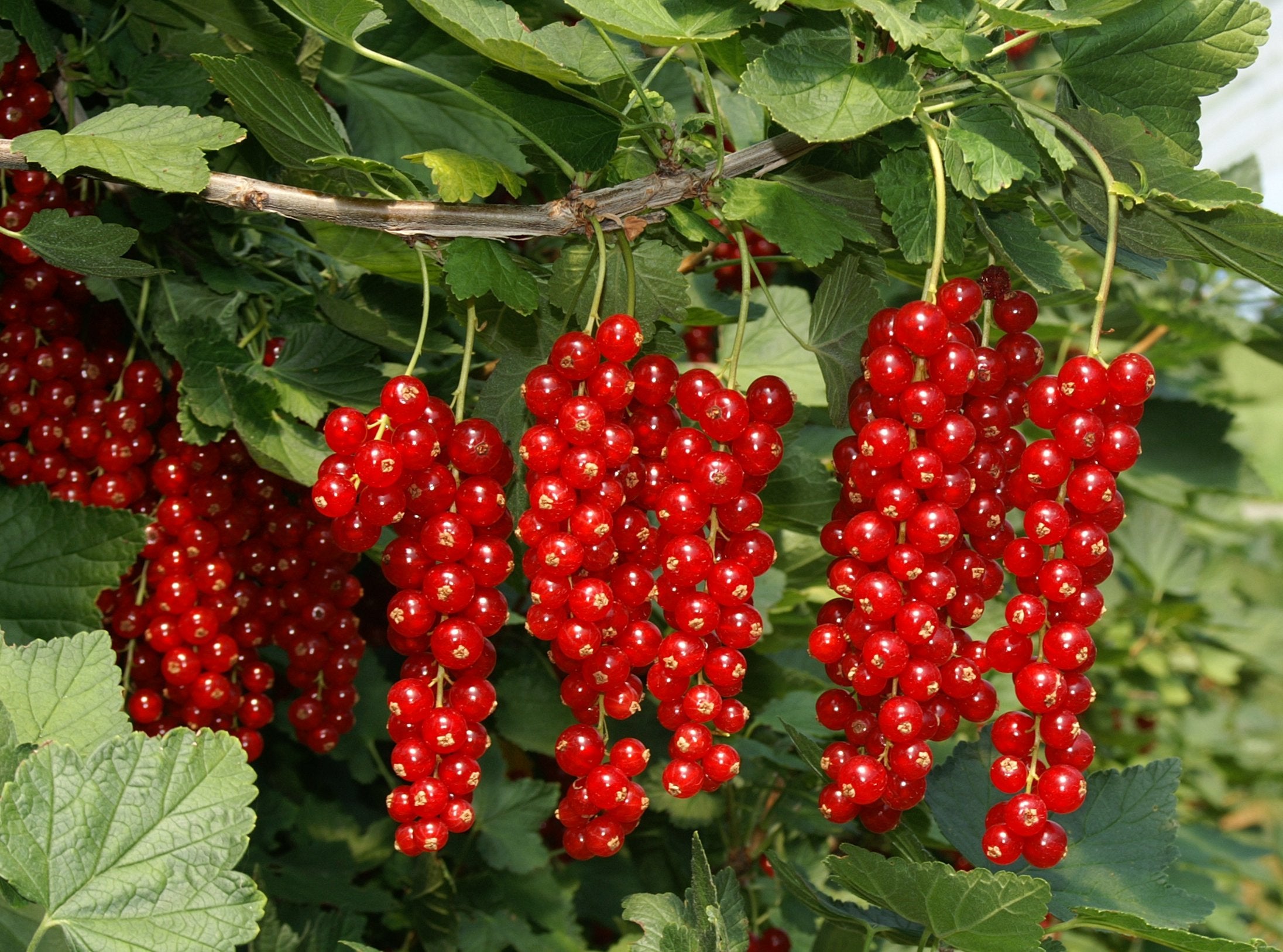RIBES ROSSO ROVADA (1 PIANTA)