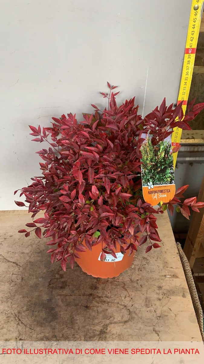 NANDINA GULF STREAM VASO 19CM
